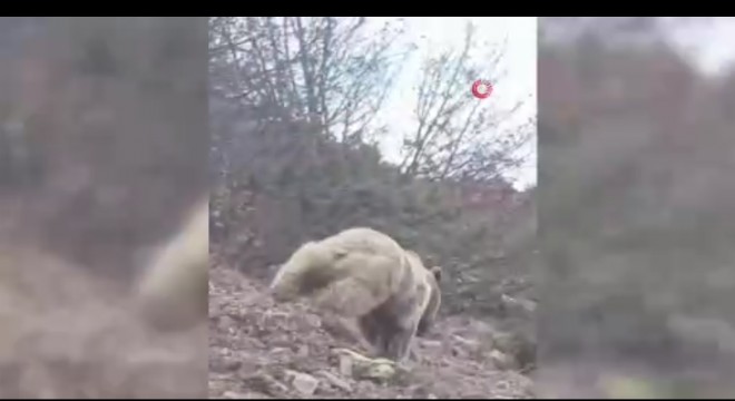 Kuş gözlemi için çıktığı arazide ayı ile karşılaştı