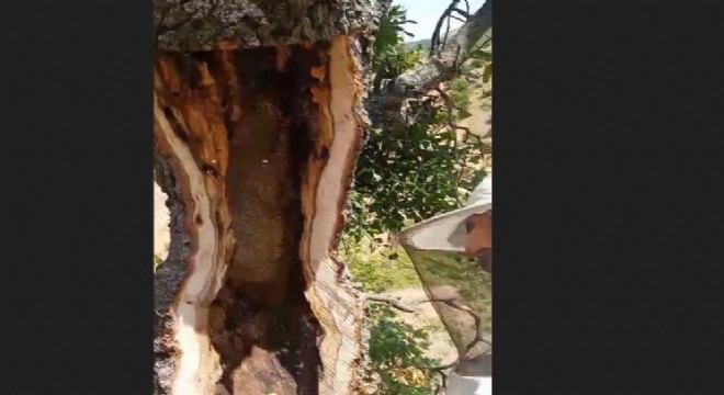 Ağaç gövdesinden kilolarca bal çıktı