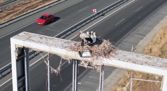Anadolu'da leyleklerin göç hazırlığı