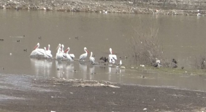 Baraj Gölü pelikanlara ev sahipliği yapıyor