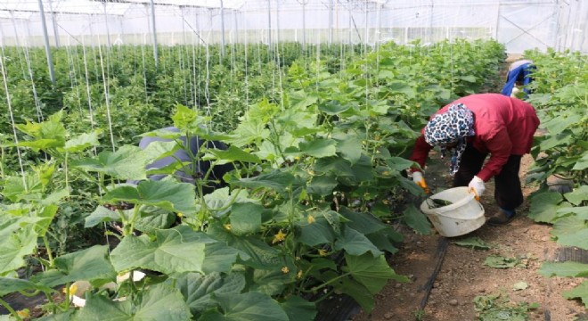 DAP BKİ'den seracılık desteği