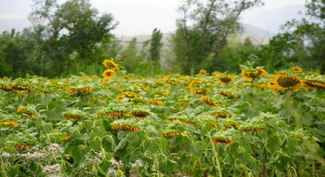 Erzurum - Erzincan yolunda görsel şölen