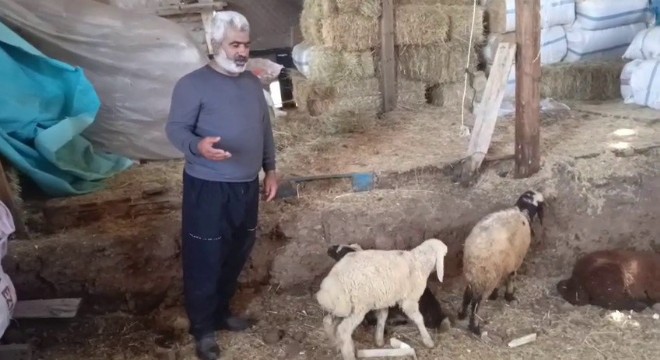 Küme Evler de kurt ağıla girdi