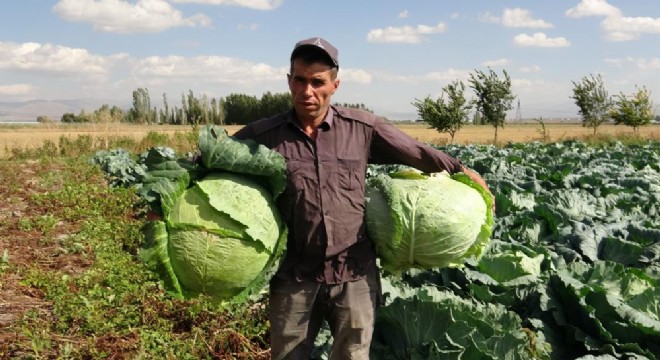 Lahana üretiminde Söğütlü farkı