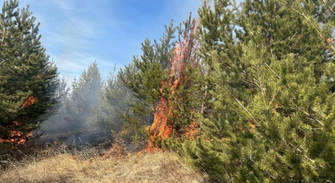 Sarıkamış ormanlarında örtü yangını