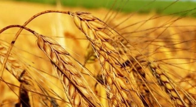 Tarım - ÜFE yıllık yüzde 18,81 arttı