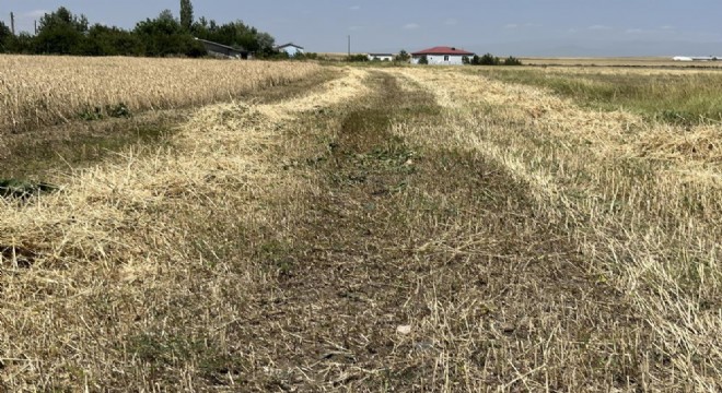 Tarlalarda arpa ve yulaf hasadı vakti