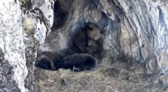 Kış uykusuna yatmaya hazırlanan ayı ailesi görüntülendi