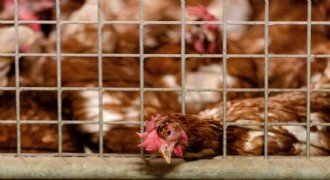 Erzincan’da kuş gribi önlemleri sıkılaştırıldı