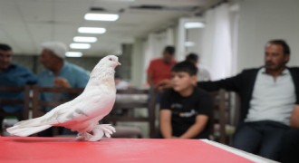 Erzurum'da Şebap Güvercin Sergisi