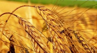 Tarım - ÜFE yıllık yüzde 18,81 arttı