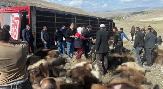 Tekman yolunda hayvan yüklü tır devrildi